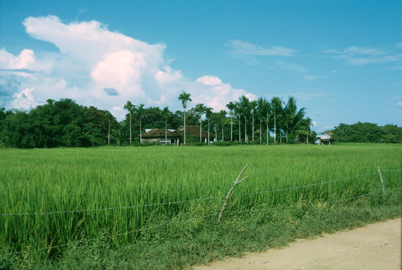 Scan-081109-0008
