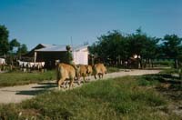 Scan-081109-0011